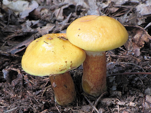 masliak smrekovcový Suillus grevillei (Klotzsch) Singer