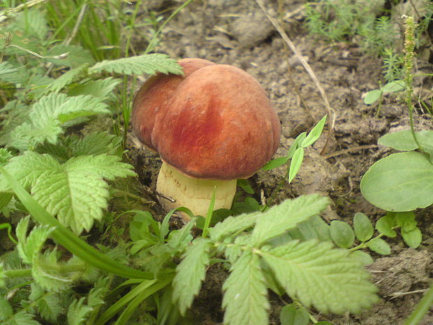 hríb zrnitohlúbikový Sutorius luridiformis (Rostk.) G. Wu & Zhu L. Yang