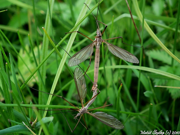 tipuľa Tipula sp.