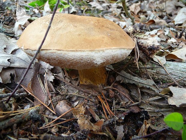 podhríb žlčový Tylopilus felleus (Bull.) P. Karst.