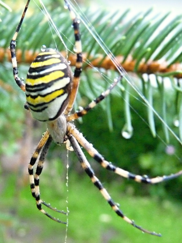 križiak pásikavý argiope bruennichi