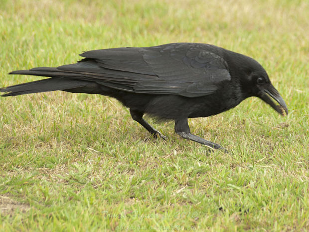 krkavec corvus corax