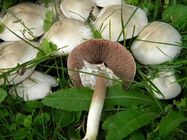 pečiarka poľná Agaricus campestris L.