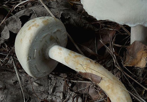 pečiarka páchnuca? Agaricus xanthodermus Genev.