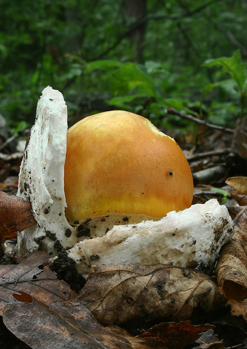 muchotrávka cisárska Amanita caesarea (Scop.) Pers.