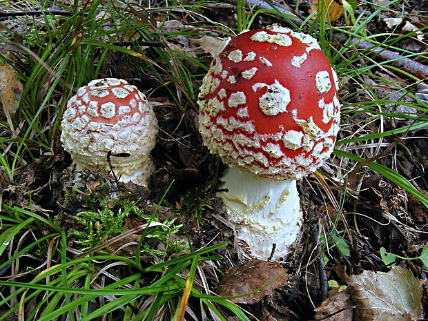 muchotrávka červená Amanita muscaria (L.) Lam.