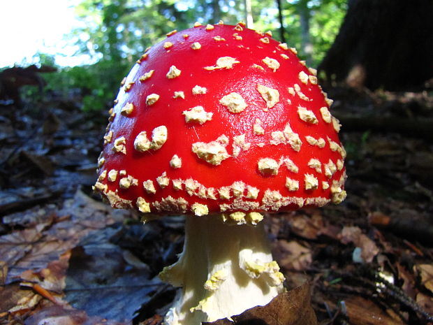 muchotrávka červená Amanita muscaria (L.) Lam.