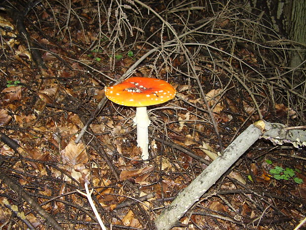 muchotrávka červená Amanita muscaria (L.) Lam.