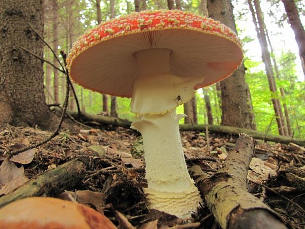 muchotrávka červená Amanita muscaria (L.) Lam.