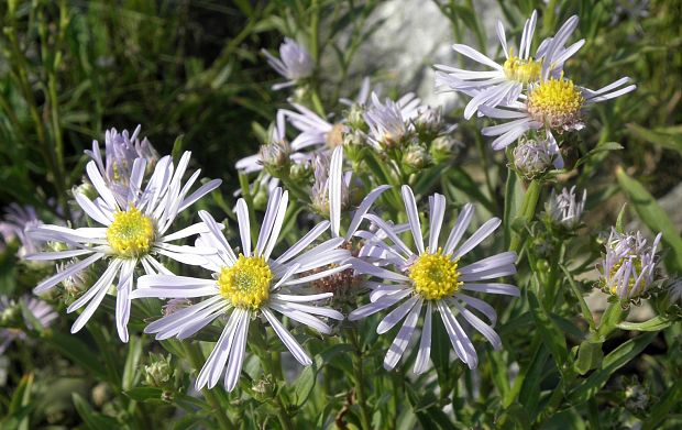 astra spišská Aster amelloides Besser