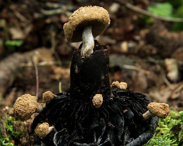 príživnica prášnicovitá Asterophora lycoperdoides (Bull.) Ditmar