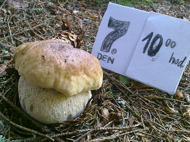 hríb smrekový Boletus edulis Bull.