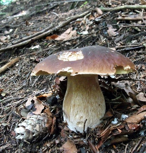 hríb smrekový Boletus edulis Bull.