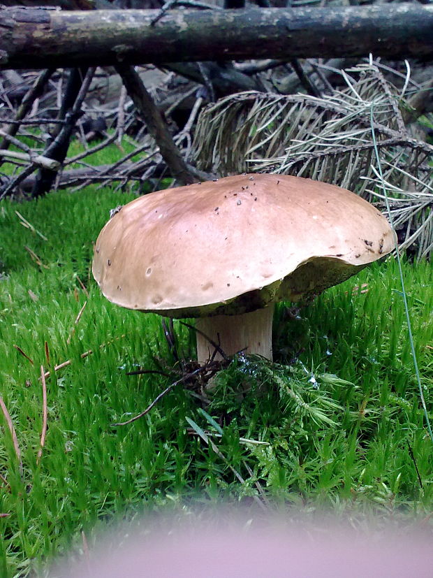 hríb smrekový Boletus edulis Bull.