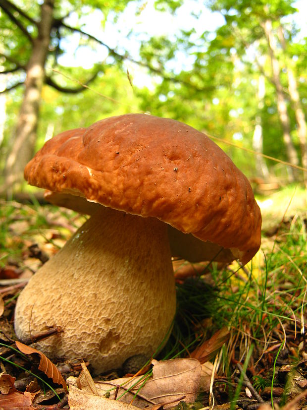 hríb smrekový Boletus edulis Bull.