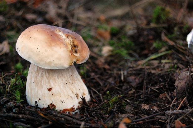 hríb smrekový Boletus edulis Bull.