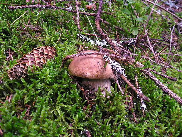 hríb smrekový Boletus edulis Bull.