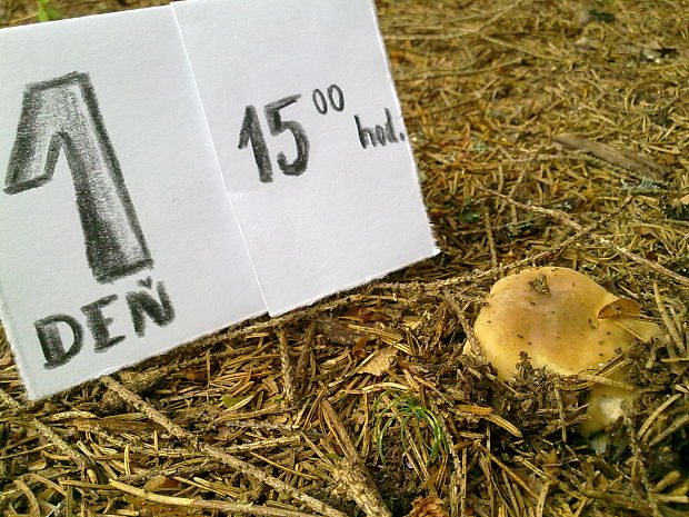 hríb sosnový Boletus pinophilus Pil. et Dermek in Pil.