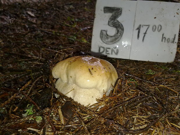 hríb sosnový Boletus pinophilus Pil. et Dermek in Pil.