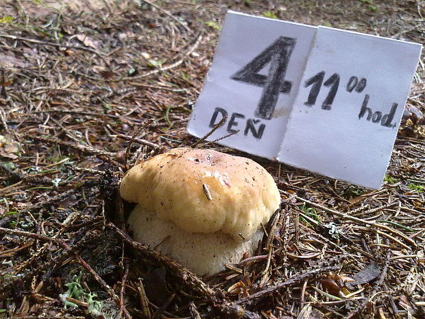 hríb sosnový Boletus pinophilus Pil. et Dermek in Pil.