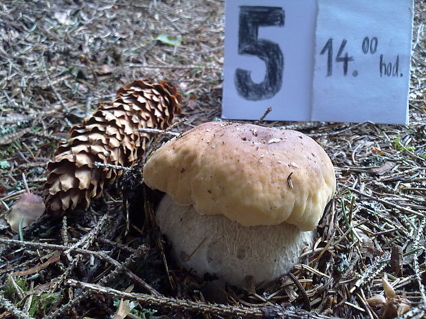 hríb sosnový Boletus pinophilus Pil. et Dermek in Pil.