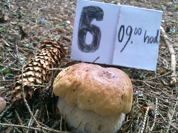 hríb sosnový Boletus pinophilus Pil. et Dermek in Pil.