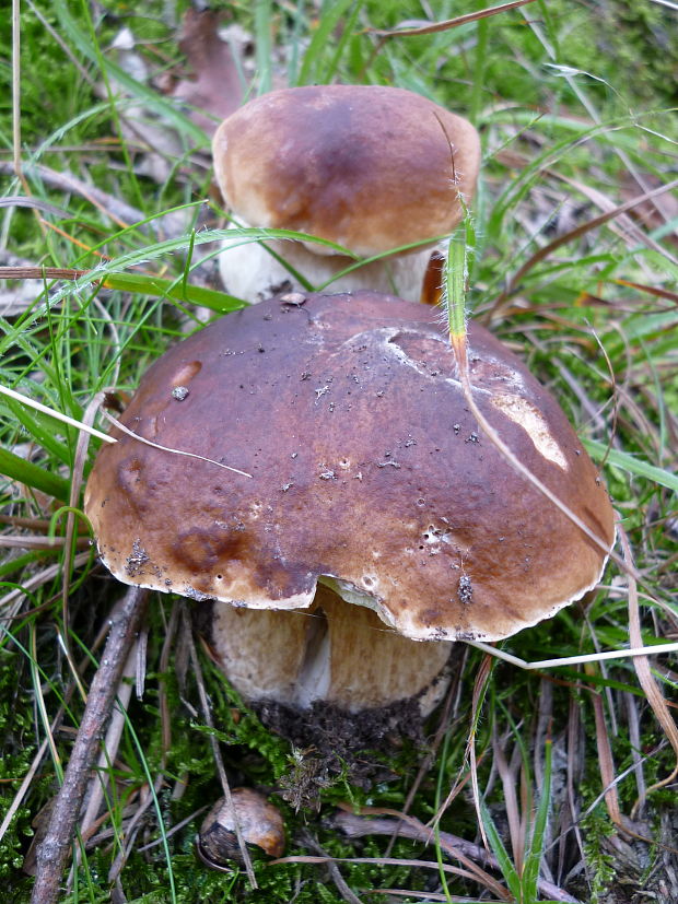 hríb dubový Boletus reticulatus Schaeff.