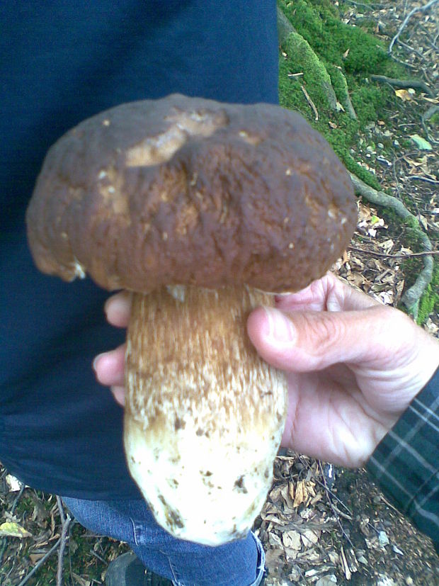 hríb dubový Boletus reticulatus Schaeff.