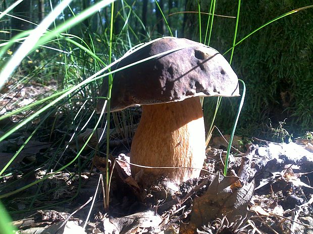 hríb dubový Boletus reticulatus Schaeff.