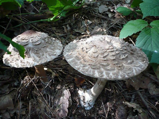 bedľa červenejúca Chlorophyllum rachodes (Vittad.) Vellinga