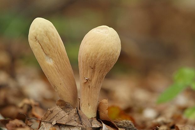 kyjak obrovský Clavariadelphus pistillaris (Fr.) Donk