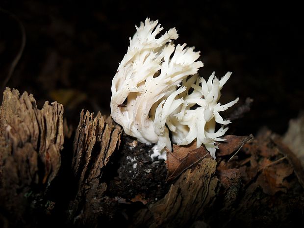 konárovka hrebenitá? Clavulina coralloides (L.) J. Schröt.