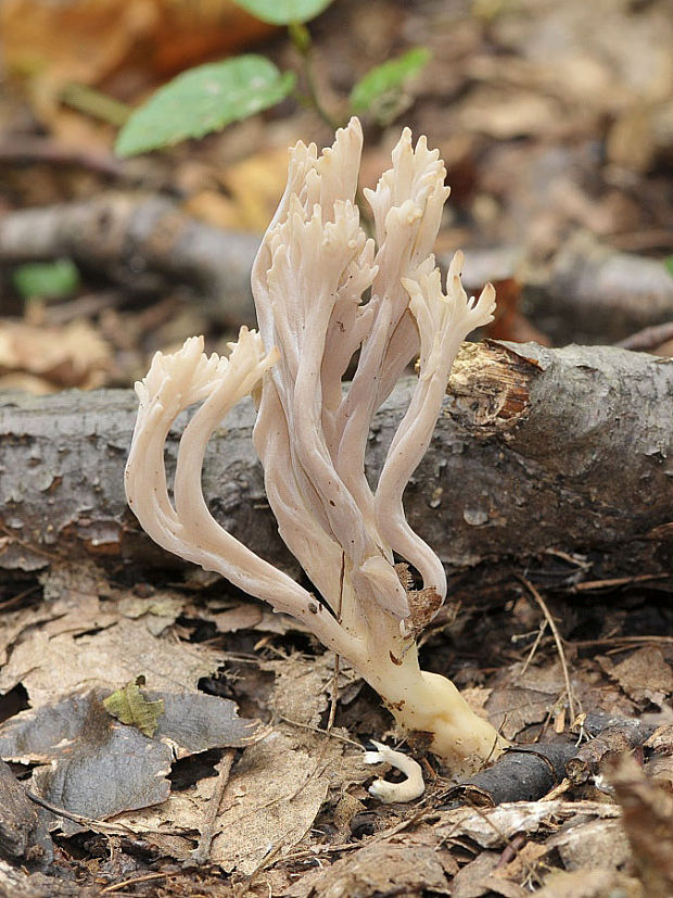 konárovka Clavulina sp.