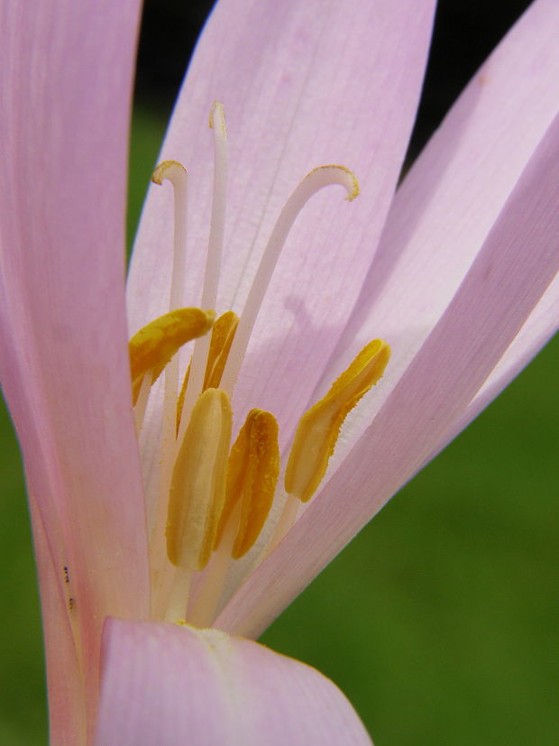 jesienka obyčajná Colchicum autumnale L