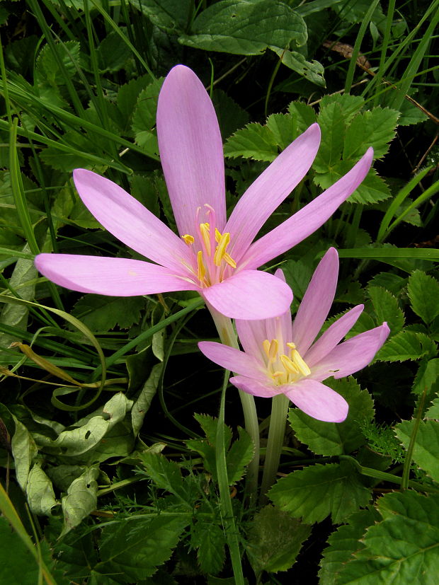 jesienka obyčajná Colchicum autumnale L