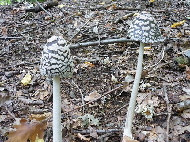 hnojník strakatý Coprinopsis picacea (Bull.) Redhead, Vilgalys & Moncalvo