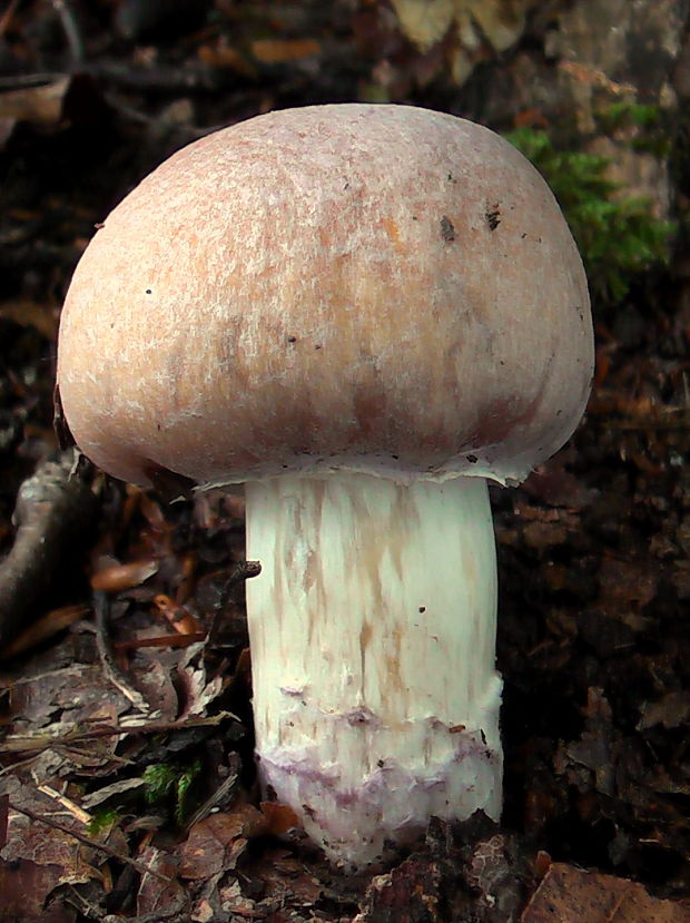 pavučinovec inovaťový Cortinarius caperatus (Pers.) Fr.