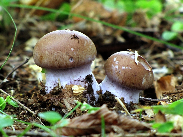 pavučinovec plavooranžový -pavučinec plavooranžový Cortinarius collinitus (Fr. ex Fr.) Fr.