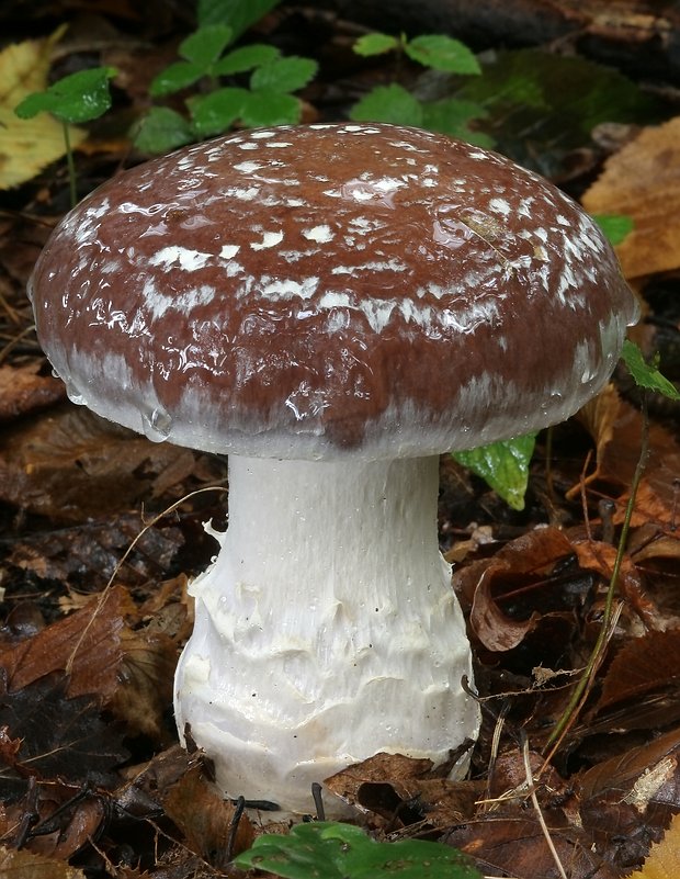 pavučinovec mohutný - Pavučinec náramkovcový Cortinarius praestans (Cordier) Gillet