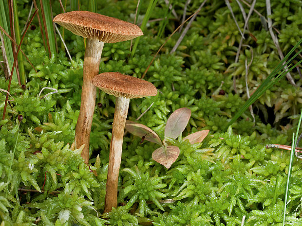 pavučinovec Cortinarius sp.