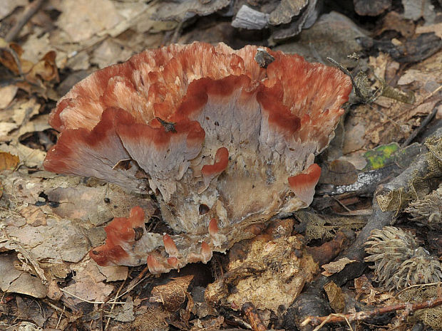 lievikovka buková Cotylidia pannosa (Sowerby) D.A. Reid