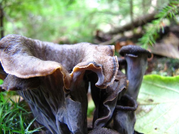 lievik trúbkovitý Craterellus cornucopioides (L.) Pers.