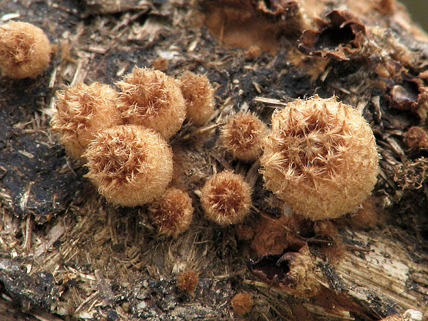 čiaškovec výkalový Cyathus stercoreus (Schwein.) De Toni