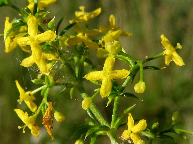 lipkavec syridlový Galium verum L.