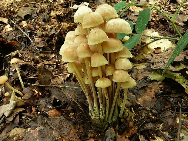 penízovka splývavá - Peniazovka trsovitá Gymnopus confluens  (Pers.) Antonín, Halling & Noordel.