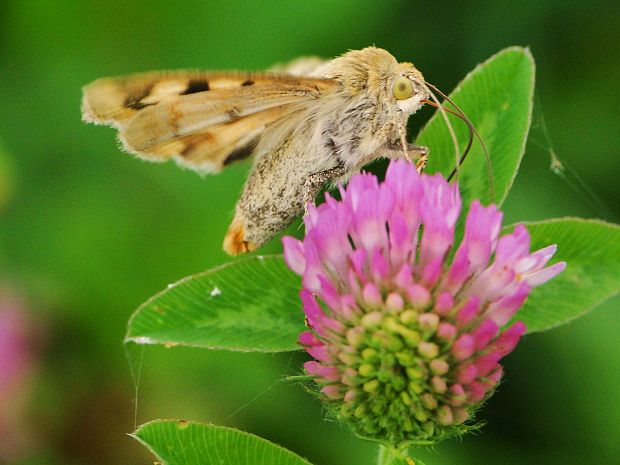 sivkavec štetkový Heliothis viriplaca