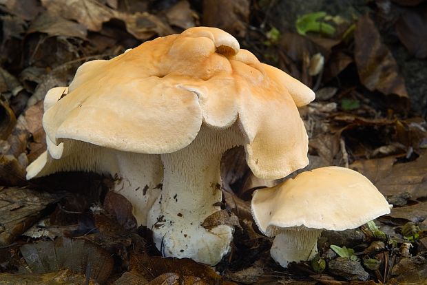 jelenka poprehýbaná Hydnum repandum L.