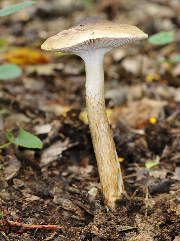 šťavnačka Persoonova Hygrophorus persoonii Arnolds