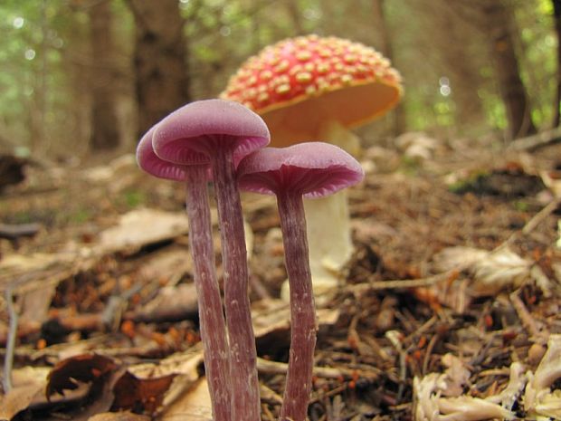 lakovka ametystová Laccaria amethystina (Huds.) Cooke