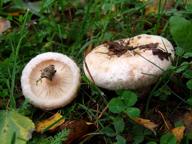 rýdzik chĺpkatý Lactarius pubescens (Fr.) Fr.